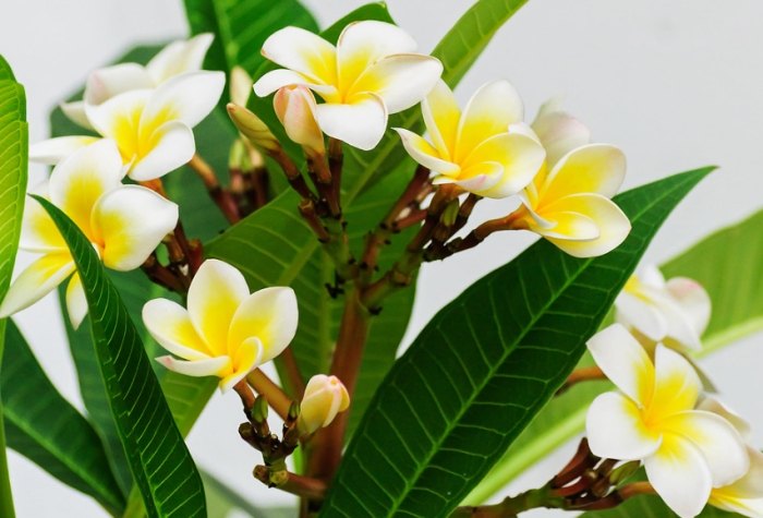 植物銹病治療 植物銹病治療