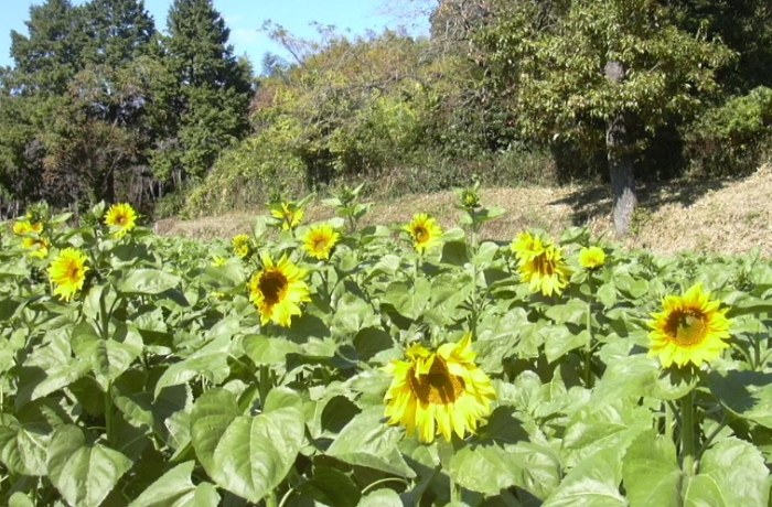 向日葵結構原理 向日葵結構原理