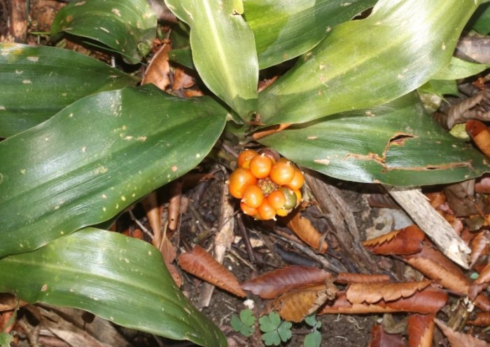 如意萬年青 養護 如意萬年青 養護