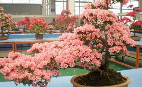 杜鵑花養護方法