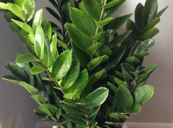 金钱树中毒症状 金钱树中毒症状