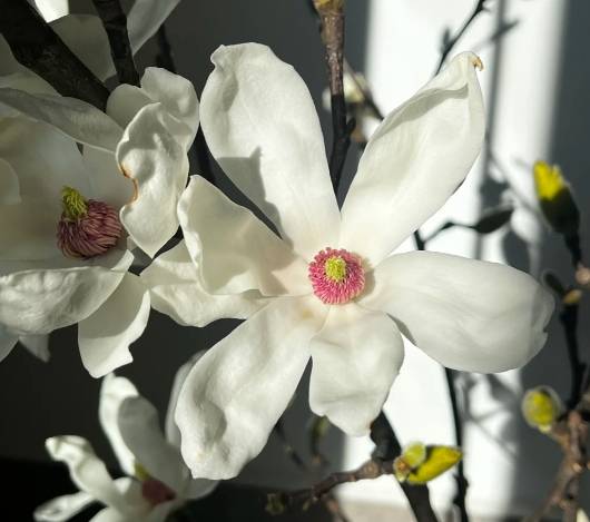 玉蘭花販賣法律