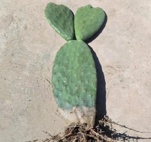 仙人掌救活方法 仙人掌救活方法