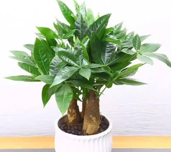 辦公室花卉風水 辦公室花卉風水