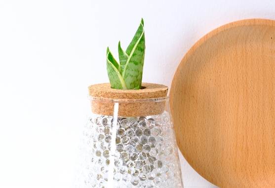 虎尾蘭施肥方法