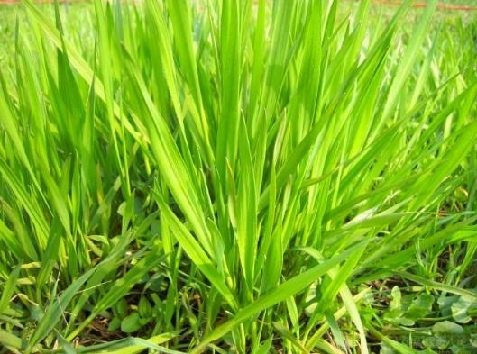 禾本科植物種類 禾本科植物種類