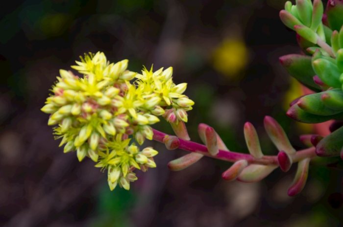 多肉植物側芽處理 多肉植物側芽處理