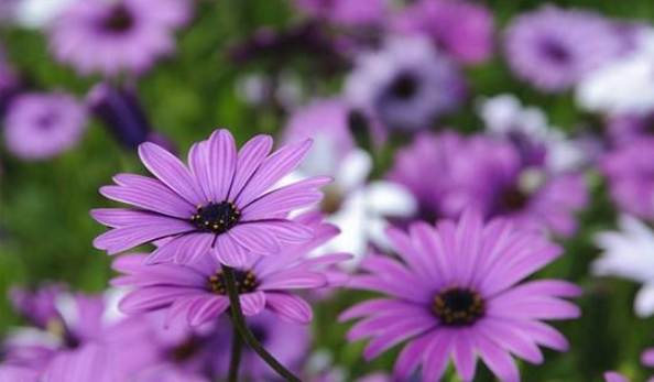 小雛菊花語紫色