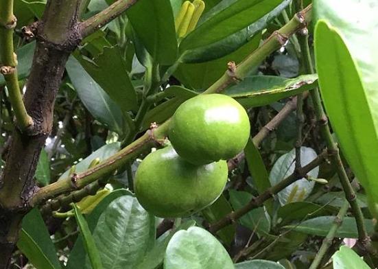 福木芽點處理 福木芽點處理
