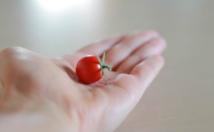 番茄種子播種方法