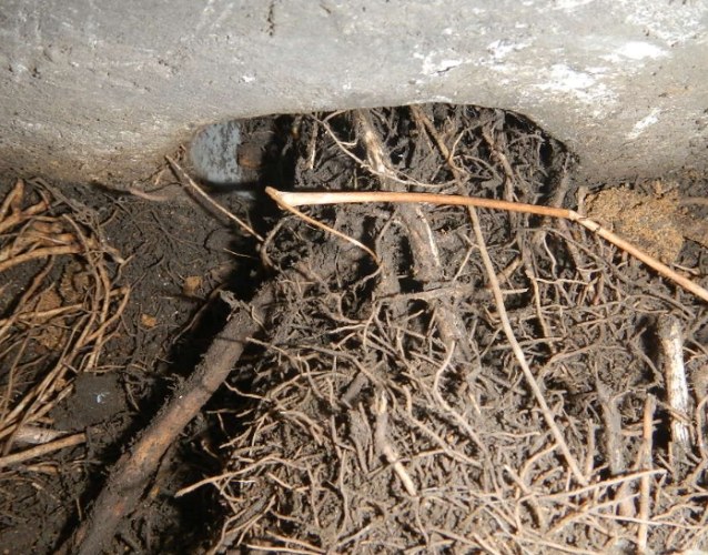 植物根部養護 植物根部養護