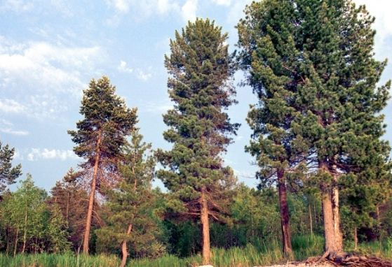 針松樹病蟲害防治