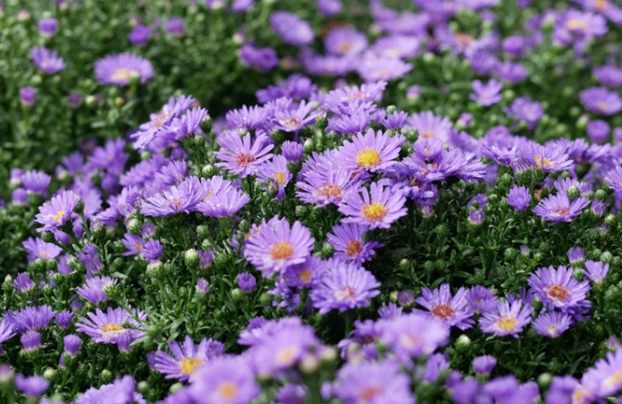 紫色雛菊象徵