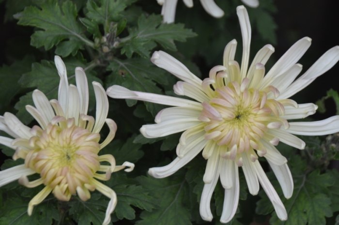 菊花栽培技巧 菊花栽培技巧