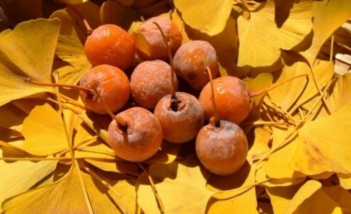 銀杏樹生長條件