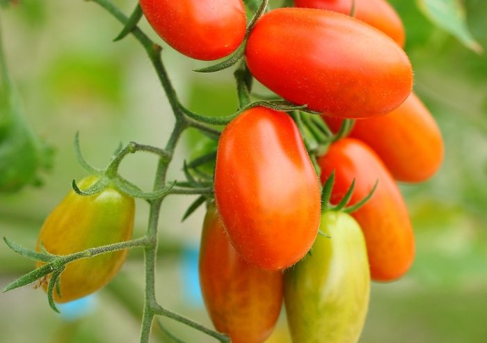 種小蕃茄方法 種小蕃茄方法