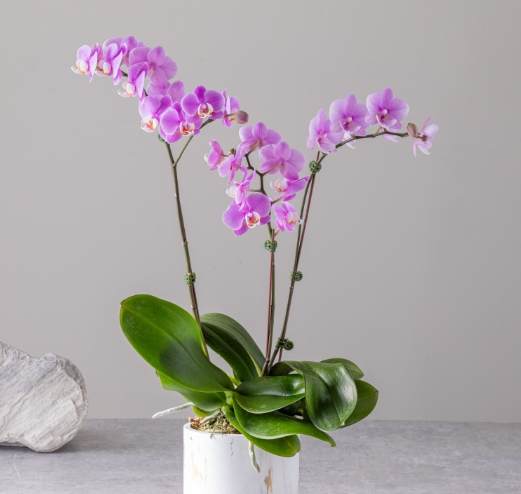 蝴蝶蘭介質推薦 蝴蝶蘭介質推薦