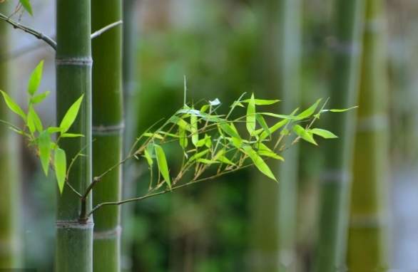 竹子種子發芽方法 竹子種子發芽方法