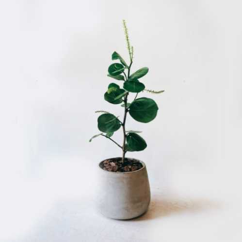 海葡萄植物養護