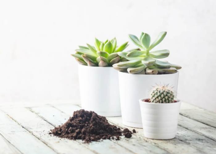 室內種植石蓮花