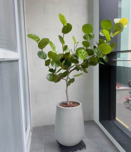 海葡萄植物種植