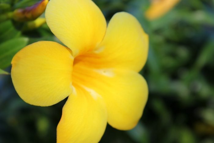 黃花種類 黃花種類