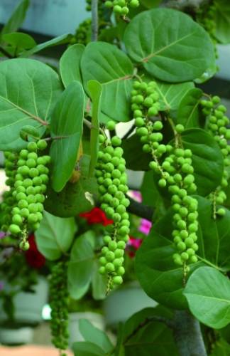 海葡萄 可以 帶回 台灣 嗎