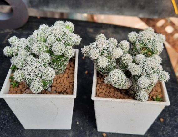 多肉植物開花 多肉植物開花