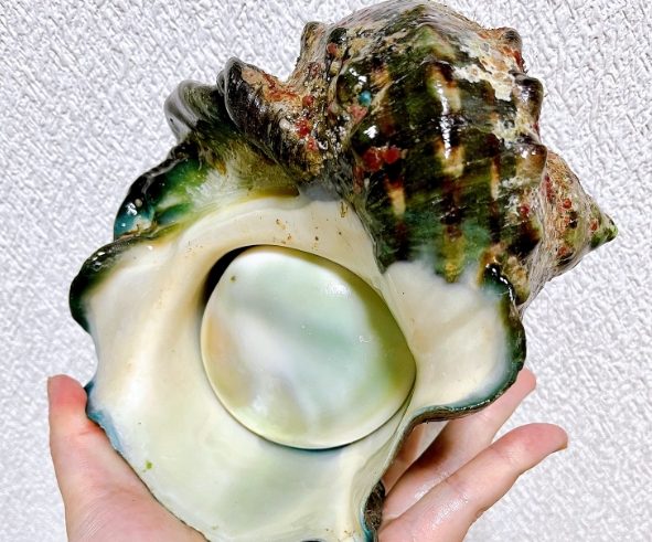 夜光貝選購指南