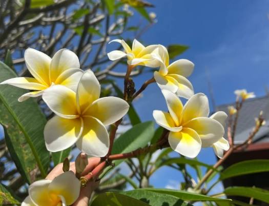 室內植物雞蛋花