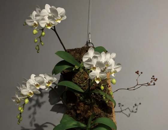 兰花板植材质 兰花板植材质