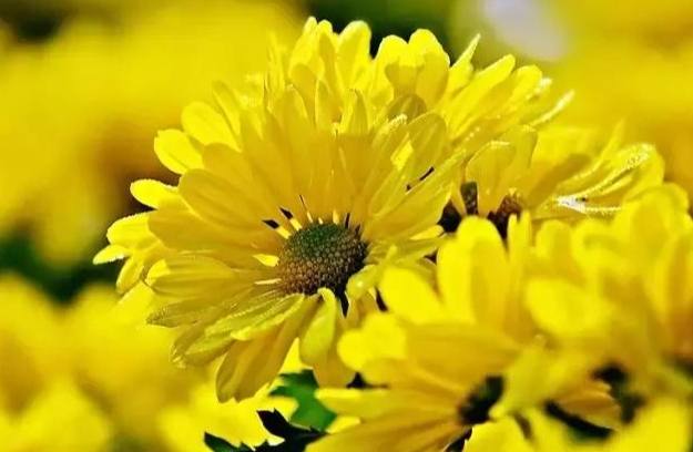 菊花花期 菊花花期