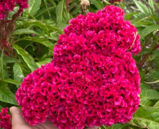 雞冠花多久澆水