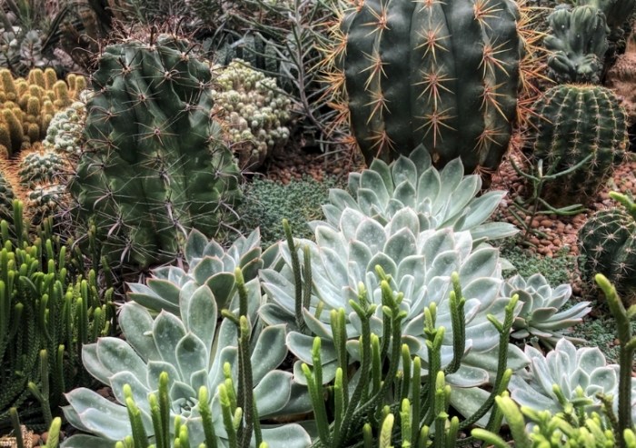 仙人掌養護技巧