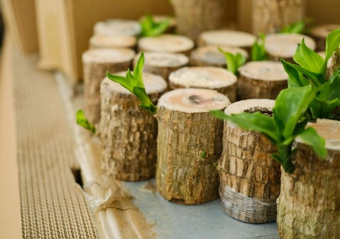 巴西木養護技巧