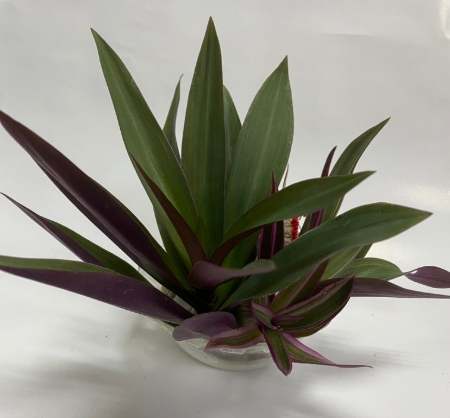 蚌蘭營養 蚌蘭營養