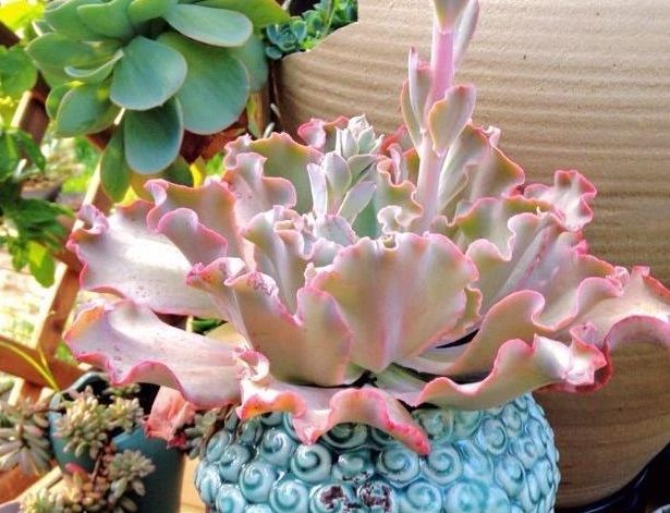 多肉植物光照 多肉植物光照