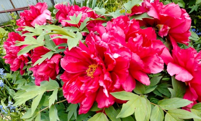 葉牡丹開花時間