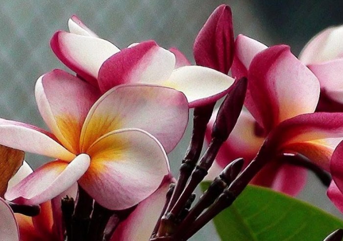 雞蛋花枝條扦插