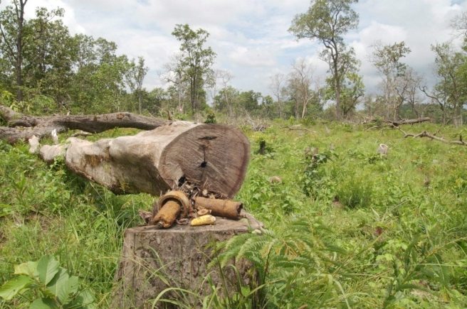 树木健康检查 树木健康检查