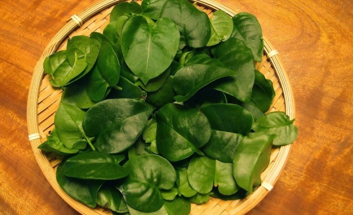 陽台種菜土壤配方 陽台種菜土壤配方