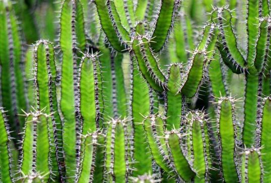 仙人掌修剪技巧