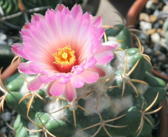 白星仙人掌開花條件 白星仙人掌開花條件