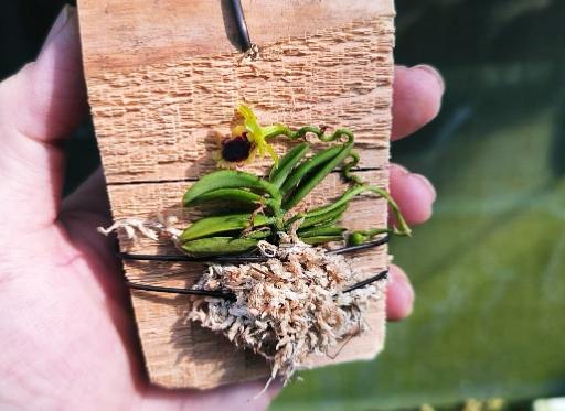 蝴蝶蘭上板教學