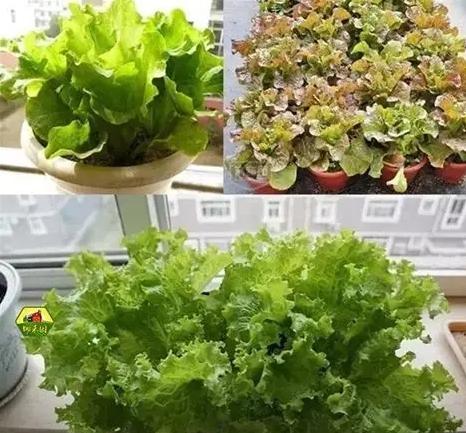 容易種植的蔬菜