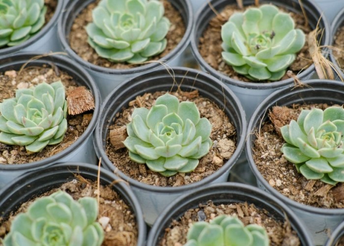 多肉怕冷 多肉怕冷