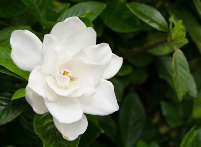 梔子花修剪方法