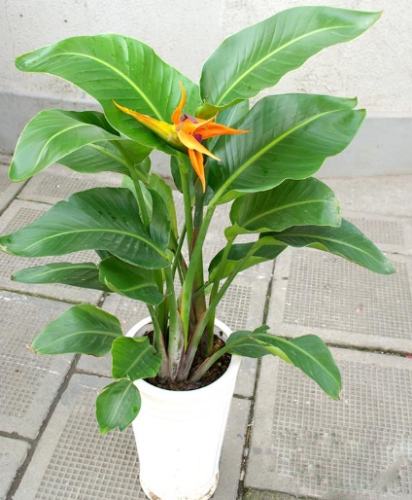 天堂鳥救活 天堂鳥救活