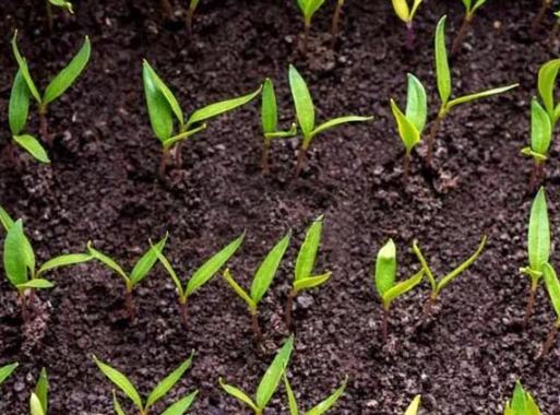 種子發芽後照顧 種子發芽後照顧
