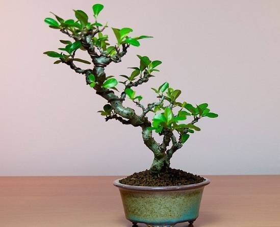 盆栽葉子修剪 盆栽葉子修剪